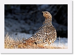 koppelo Capercaillie 9471 * 3473 x 2478 * (5.91MB)